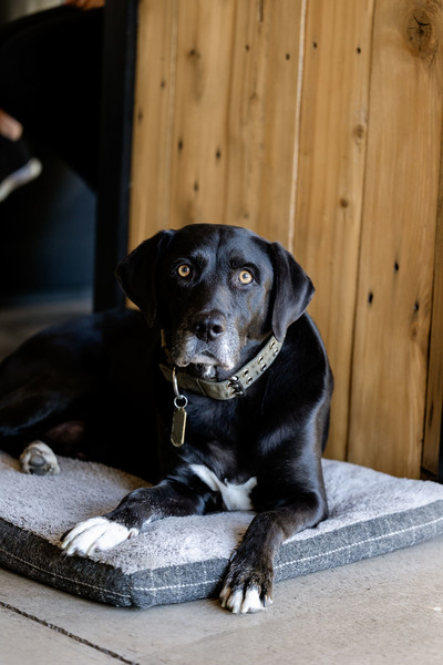 dog sitting on his bed in a chiropractic office in St. George, Utah 